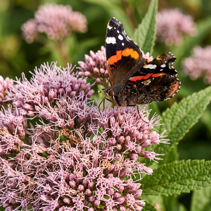 Blüte von Gewöhnlicher Wasserdost (Eupatorium cannabinum) in Nahaufnahme (KI-generiert)
