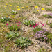 Gewöhnliches Ferkelkraut (Hypochaeris radicata) in Blüte im naturnahen Garten (KI-generiert)