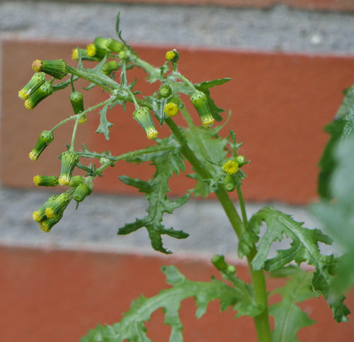 Kruiskruid — Bild 5