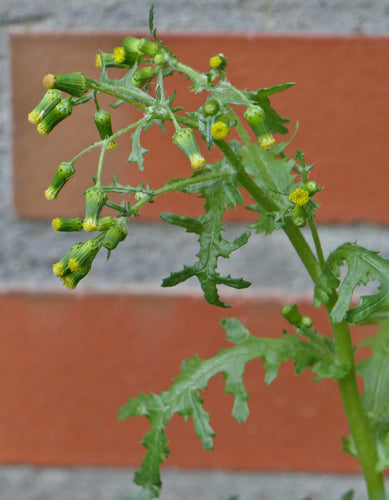 Kruiskruid — Bild 4
