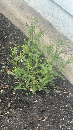 Kruiskruid — Bild 2