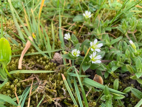 Hoornblad — Bild 5
