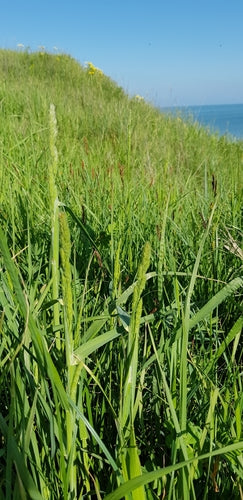 Gemeenschappelijk bosgras — Bild 4