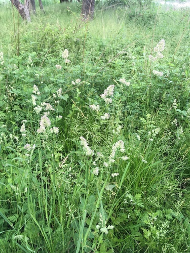 Gemeenschappelijk bosgras — Bild 2