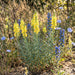 Gewöhnliches Leinkraut (Linaria vulgaris) in Blüte im naturnahen Garten (KI-generiert)