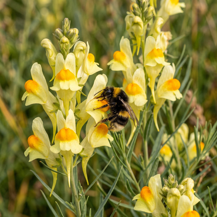 Blüte von Gewöhnliches Leinkraut (Linaria vulgaris) in Nahaufnahme (KI-generiert)
