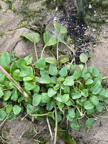 Gemeenschappelijke lepelkruid — foto 5 van 8