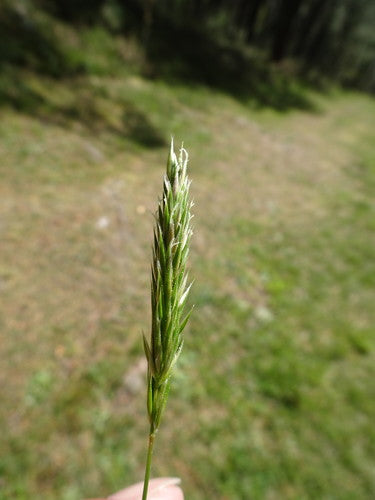 Gemeenschappelijk rookgras — Bild 3