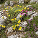 Gewöhnliches Sonnenröschen (Helianthemum nummularium) in Blüte im naturnahen Garten (KI-generiert)