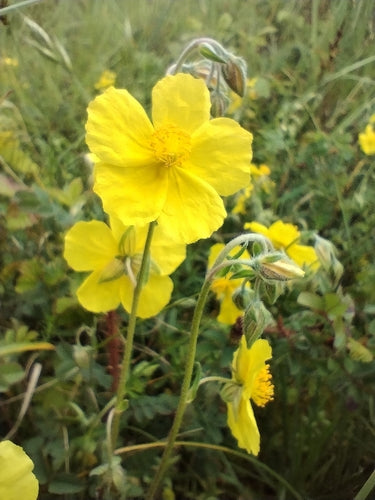 Gemeenschappelijke zonnebloem — Bild 5