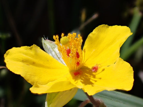 Gemeenschappelijke zonnebloem — Bild 2