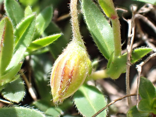 Gemeenschappelijke zonnebloem — foto 2 van 9