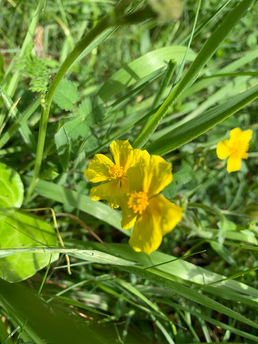 Gemeenschappelijke zonnebloem — Bild 4