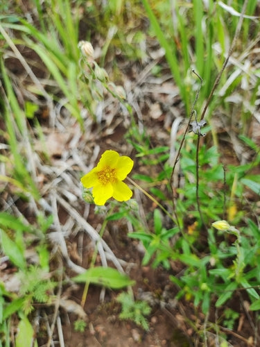 Gemeenschappelijke zonnebloem — foto 5 van 9