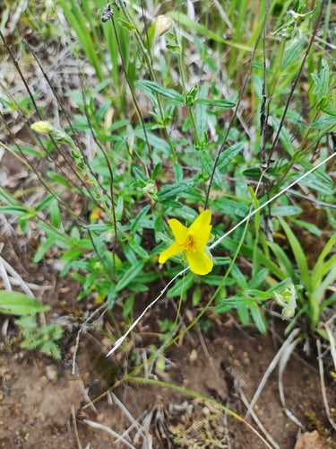 Gemeenschappelijke zonnebloem — foto 4 van 9