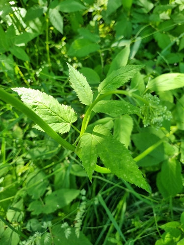 Hebberig — Bild 4