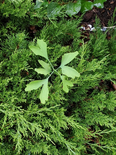 ginkgo — Bild 4