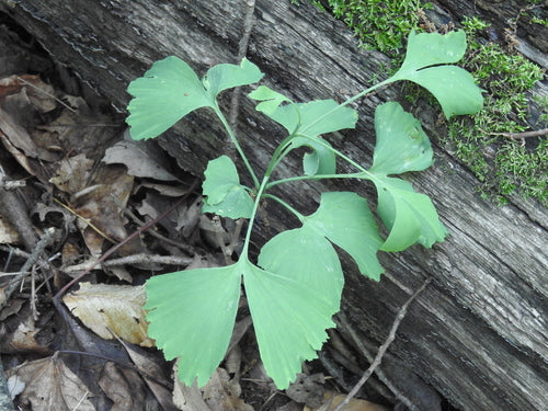 ginkgo — Bild 5