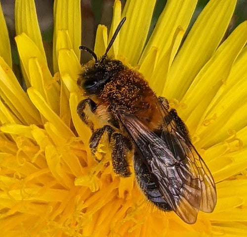 Glanzende zandbij — Bild 5