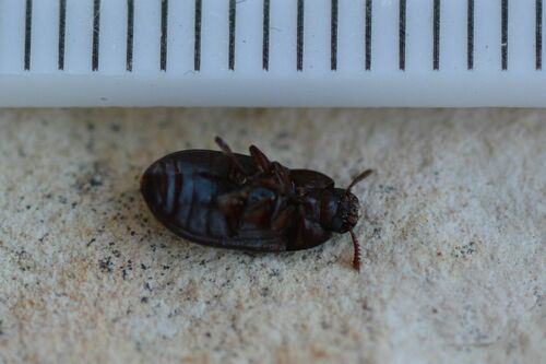 Glanzende graanschimmelkever — foto 4 van 17
