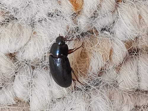 Glanzende graanschimmelkever — Bild 5