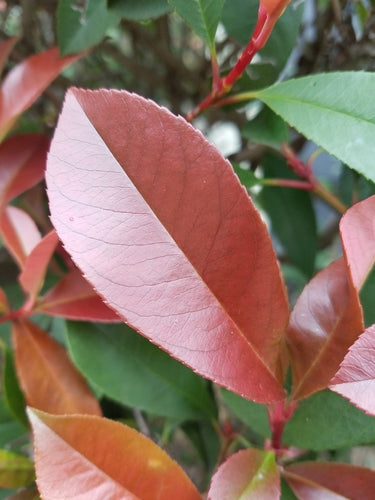 Glanzende mispel — Bild 5
