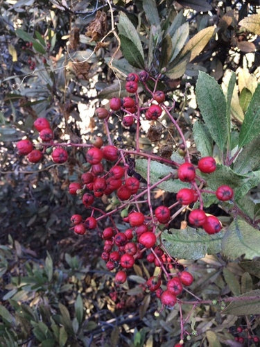 Mispels — Bild 4