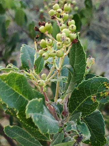 Mispels — foto 5 van 44