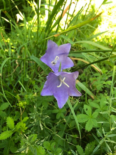 Klokje — Bild 4