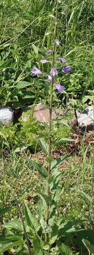 Boshyacinten — foto 5 van 8