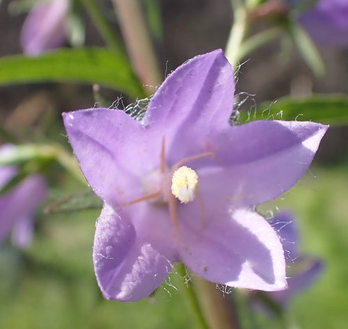 Boshyacinten — foto 4 van 8