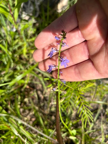 Familie Bellflower — Bild 1
