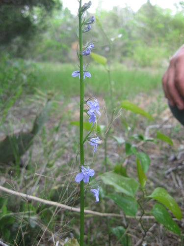 Familie Bellflower — Bild 2