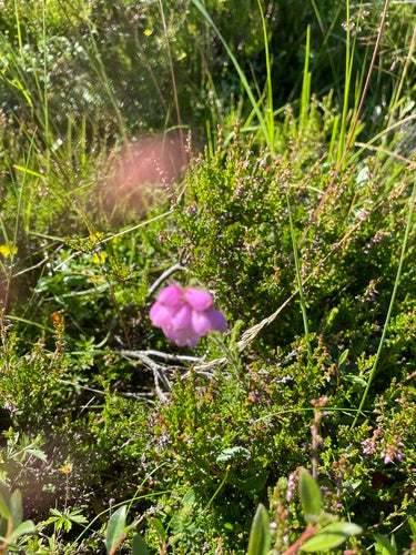 Bell Heide — Bild 5