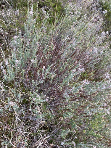 Bell Heide — Bild 1