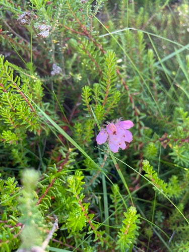 Bell Heide — Bild 4