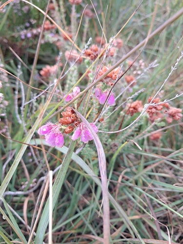 Bell Heide — Bild 3