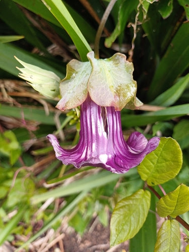 Bell wijnstok — Bild 1