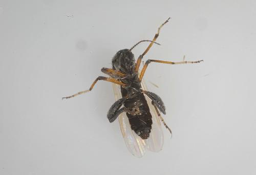 bijtende muggen — foto 5 van 15