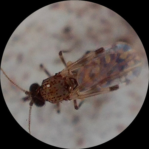 bijtende muggen — Bild 3