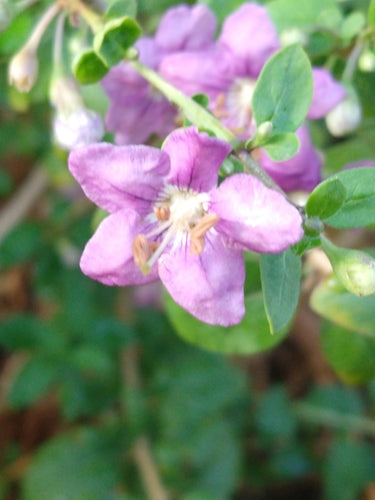 Goji-bessen — Bild 1