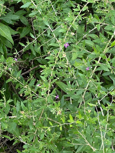Goji-bessen — Bild 5