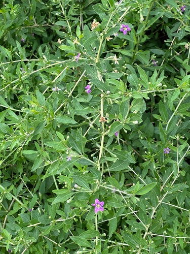 Goji-bessen — Bild 4