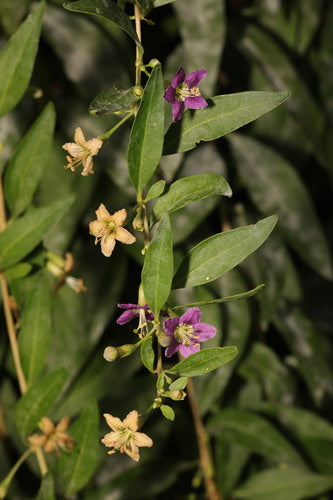 Goji-bessen — Bild 3