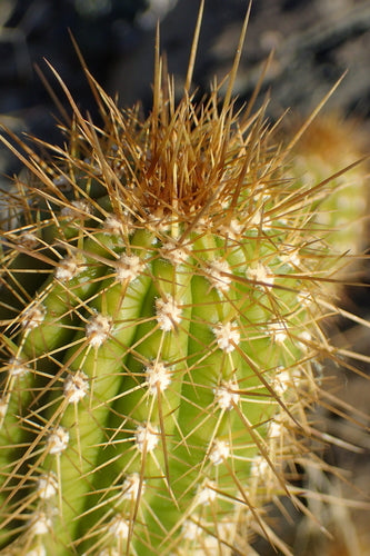 Gouden fakkelcactus — Bild 5