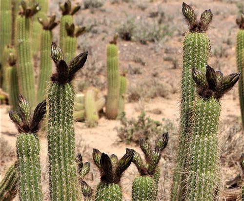 Gouden fakkelcactus — Bild 4