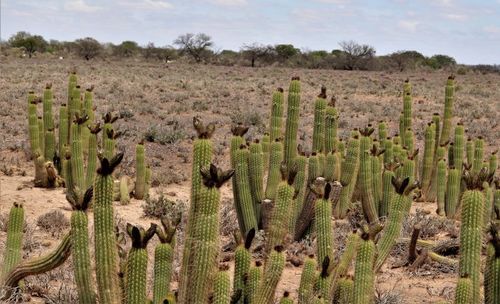 Gouden fakkelcactus — Bild 3