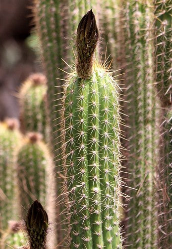 Gouden fakkelcactus — Bild 2
