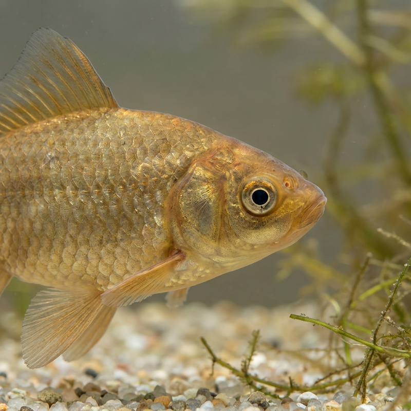 Goudvis