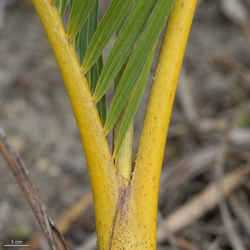 Gouden fruitpalm